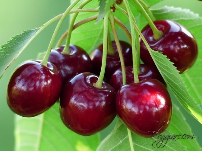 trai cherry