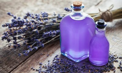 tinh dầu oải hương lavender